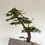縮圖：bonsai_10