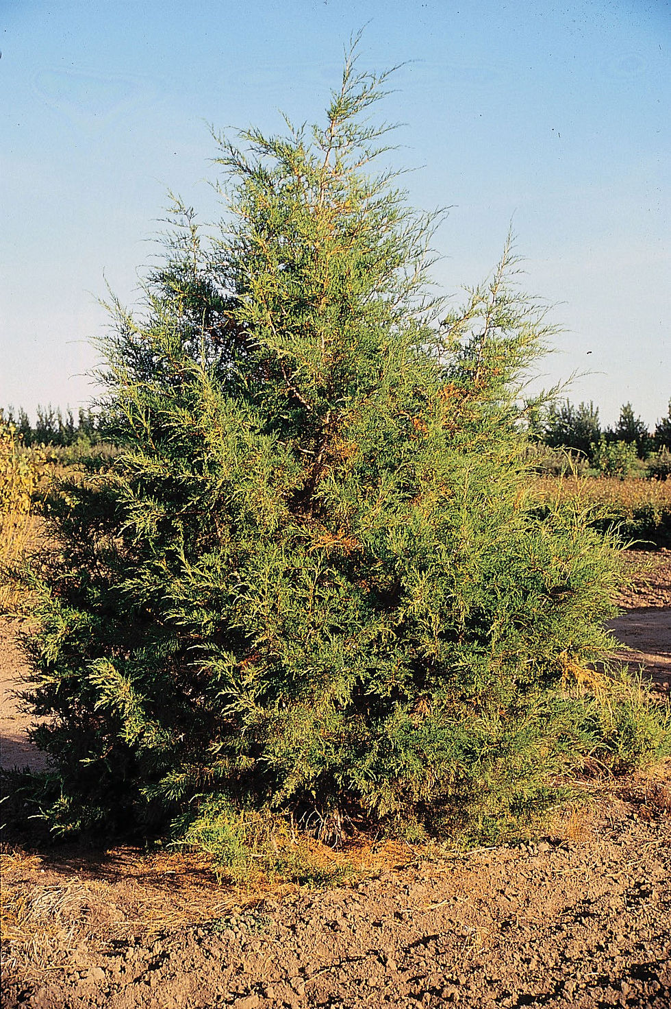 Thumbnail: Juniper, Rocky Mountain - Bundle of 25