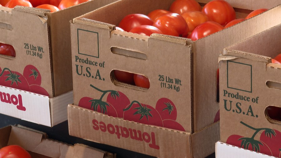 alabama_farmers_hope_tariff_boosts_local_tomato_market_this_summer_