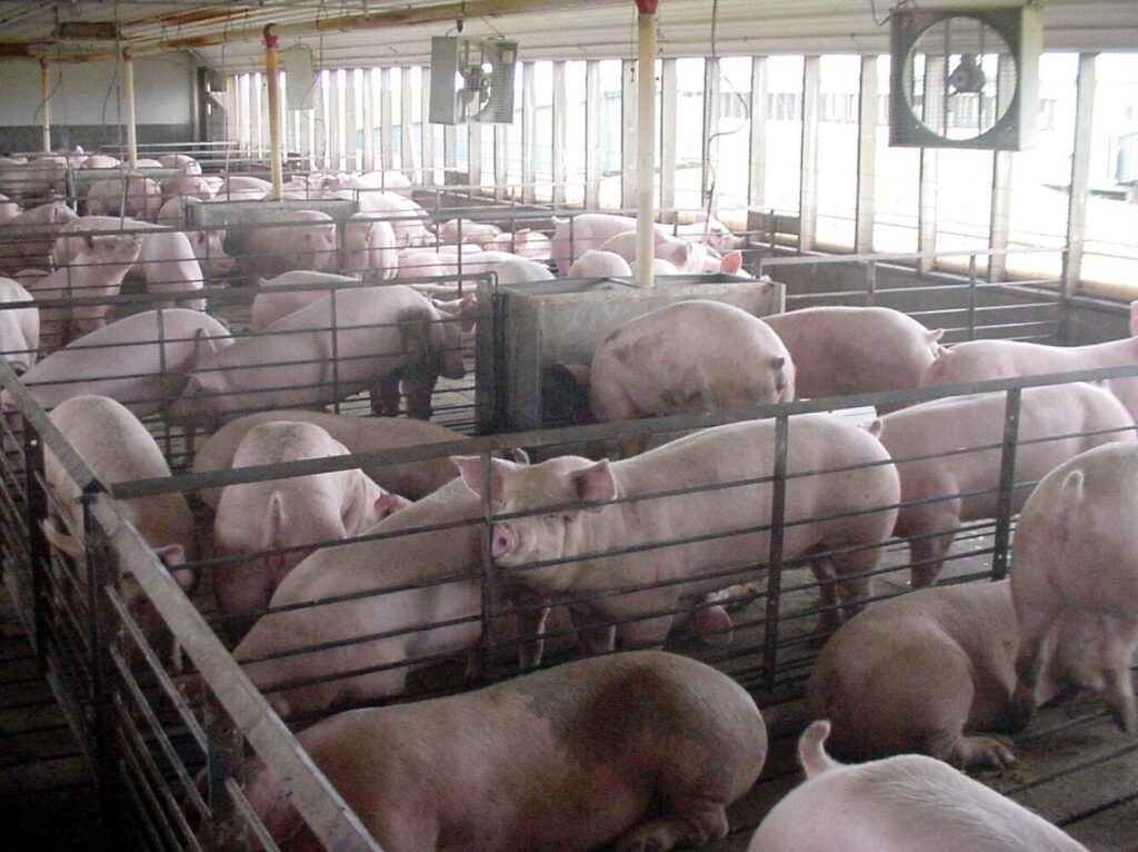 congress_debates_animal_welfare_regulations_in_farm_bill_discussion_