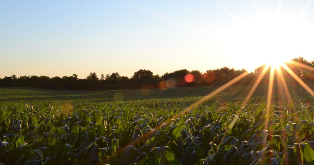 supreme_court_decision_shields_bayer_from_liability_in_roundup_lawsuits_