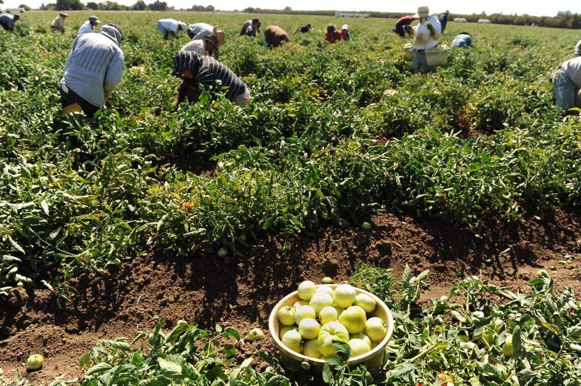 tariffs_squeeze_merced_county_farmers_impacting_revenue_and_prices_