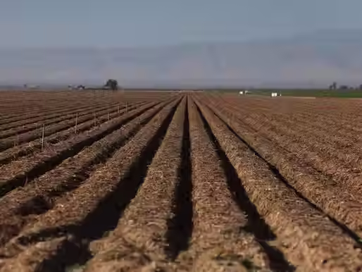 Immigration Crackdowns Leave U.S. Farms Without Workers