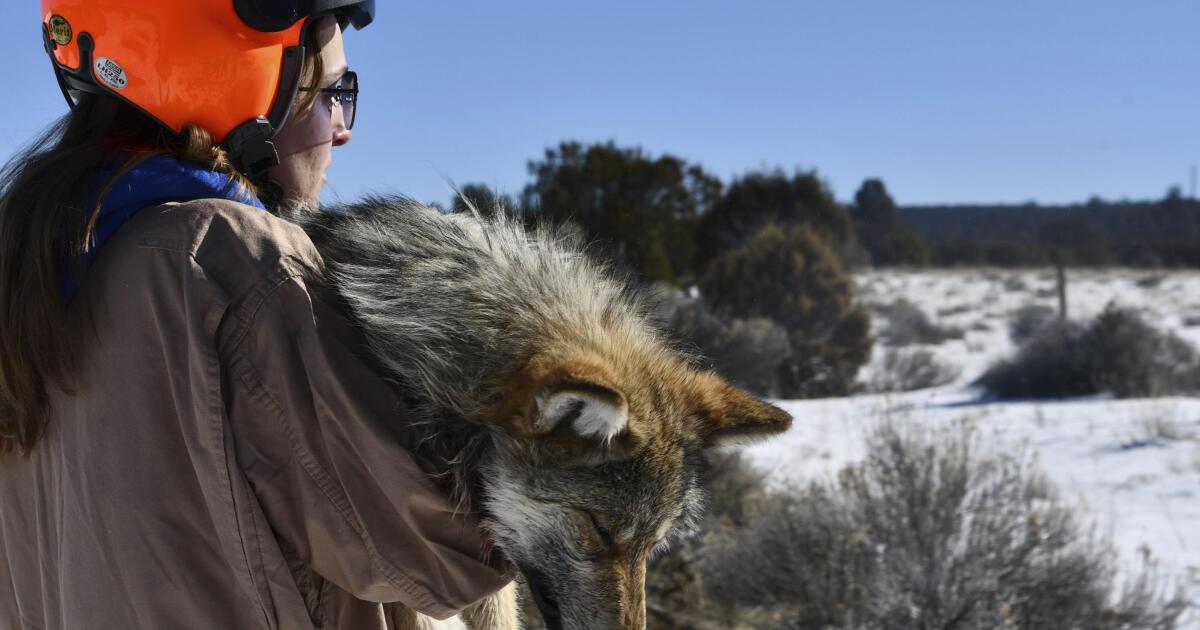 house_bill_proposes_delisting_mexican_gray_wolves_amid_controversy_