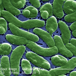 Climate Change Leads to Rise in Flesh Eating Bacteria