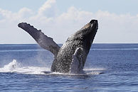 baleines-baie-de-samana.jpeg
