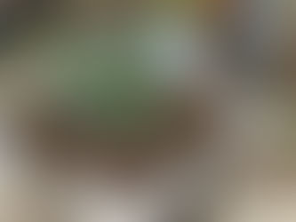 庭のお花を夏仕様に変えました