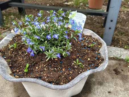 庭のお花を夏仕様に変えました