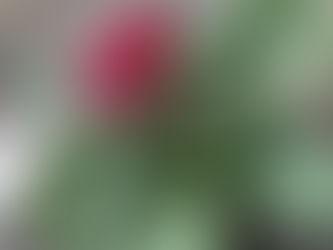 シクラメンの発育記録5