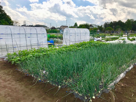 今日のお昼は畑作業