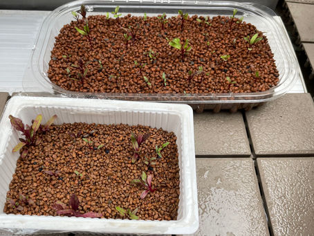 ビーツの水根栽培1ヶ月が経ちました