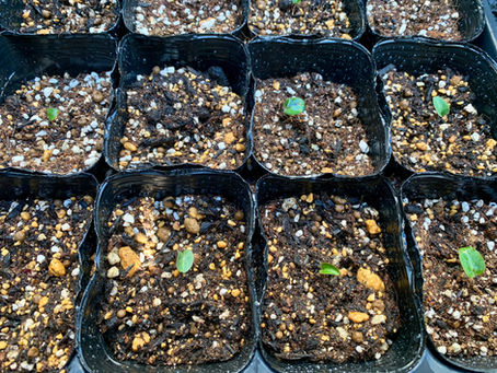 シクラメンの発育記録1