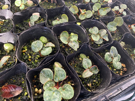 シクラメンの発育記録3