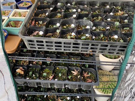 シクラメンの発育記録2