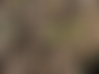 この花分かりますか?