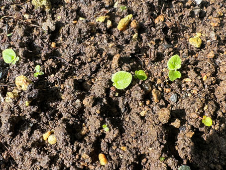 この花分かりますか?