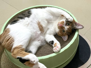 How to Get Your Cat to Stop Scratching