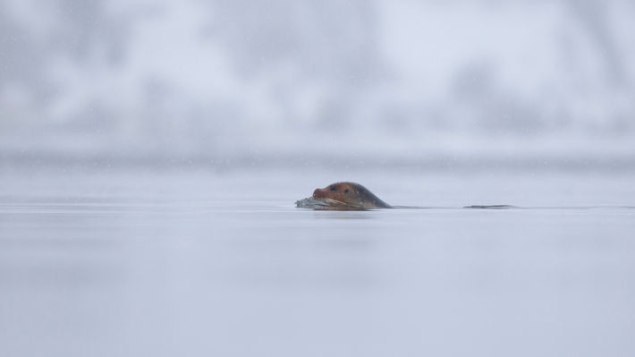 Kampselur photoproRGB 16b-1-2.jpg