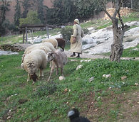 Christian Pilgrimage - Evangelical Pilgrimage Israel
