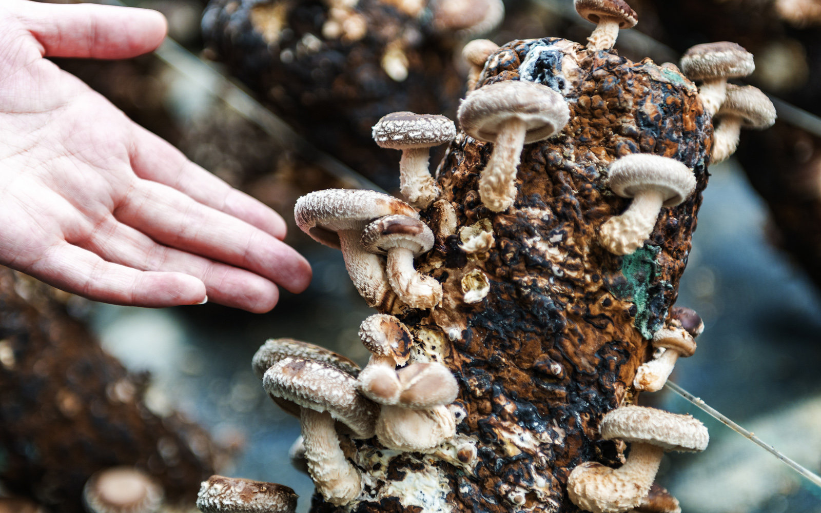 Basisseminar Vitalpilze Digital | Vitalpilzkunde Basisseminar Vitalpilze Digital | Vitalpilzkunde