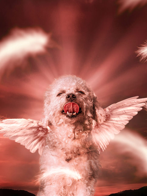 fotografía de una mascota muy tierna en una sesión de fotos profesional