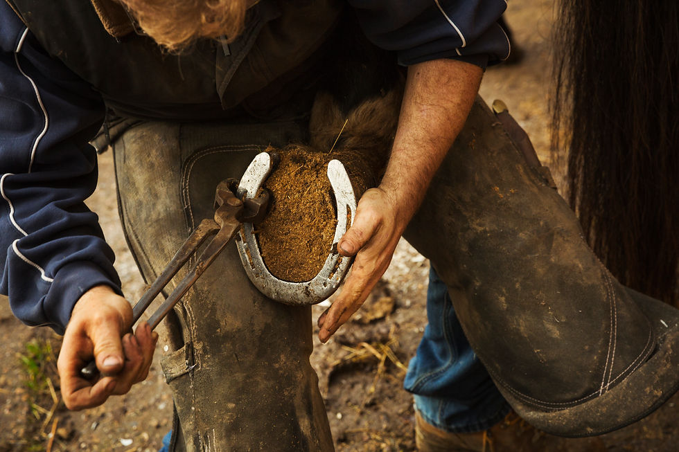 a-farrier-shoeing-a-horse-bending-down-and-fittin-2025-04-04-08-27-29-utc.jpg