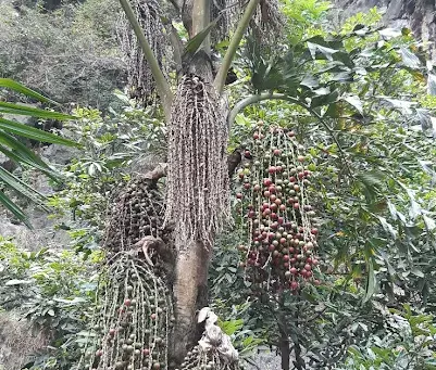 Cây độc