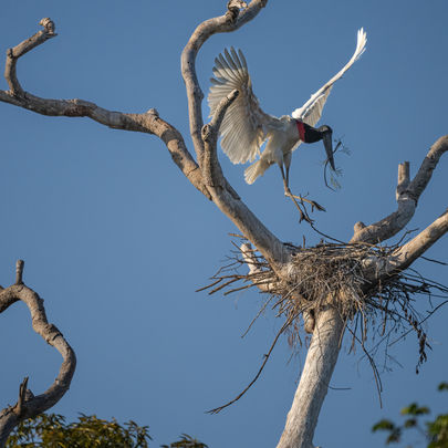 Jabiru building nest
