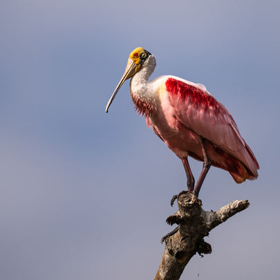 Roseate spoonbill