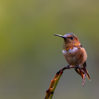 Male Allen's Hummingbird
