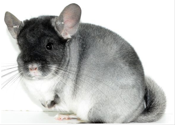 California State Show