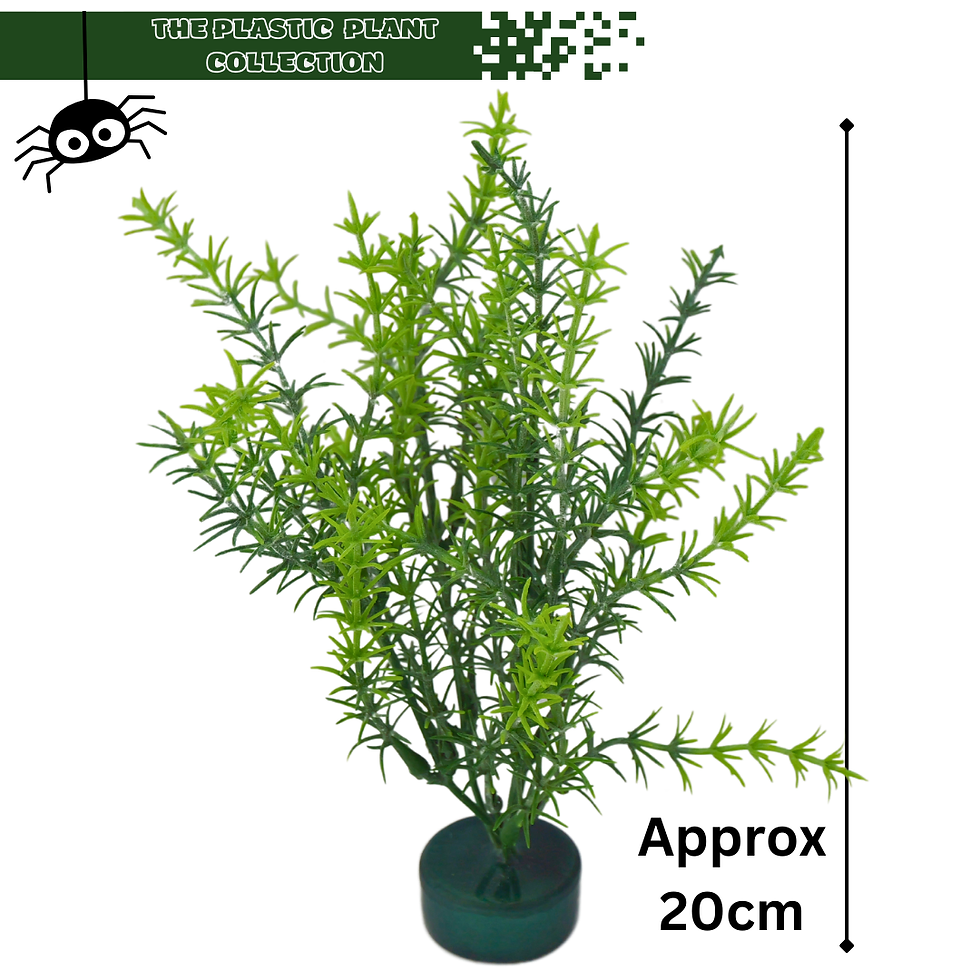 Arboreal plastic plants rosemary tarantulas