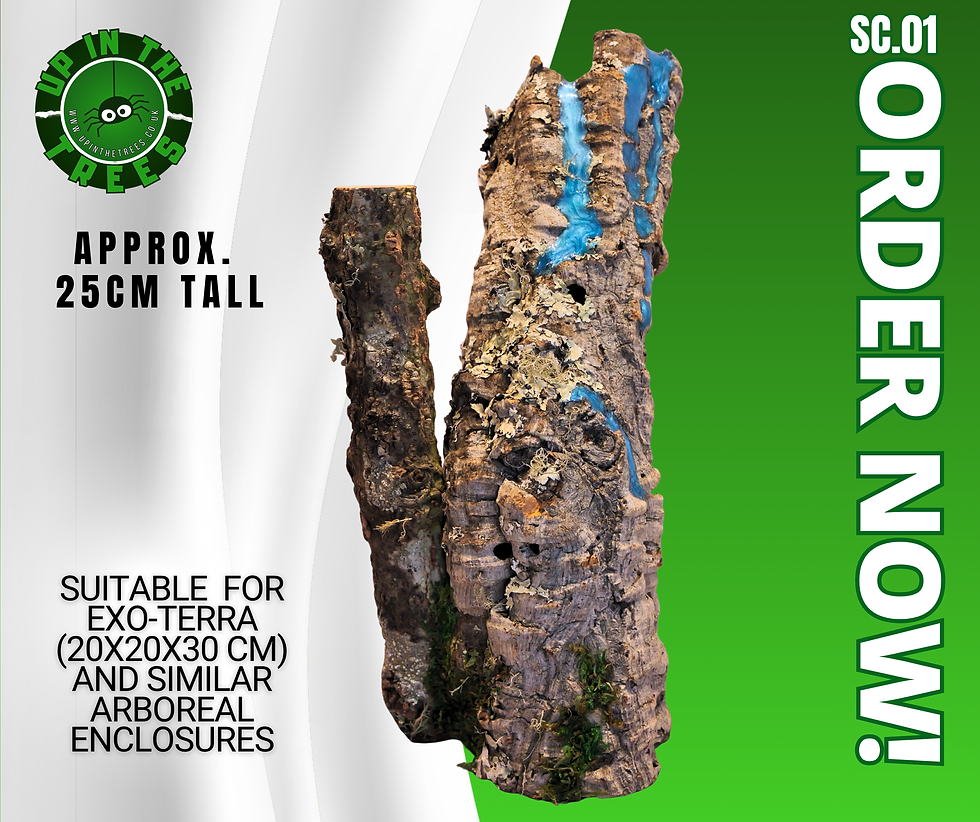 Thumbnail: SMALL CORK SC01