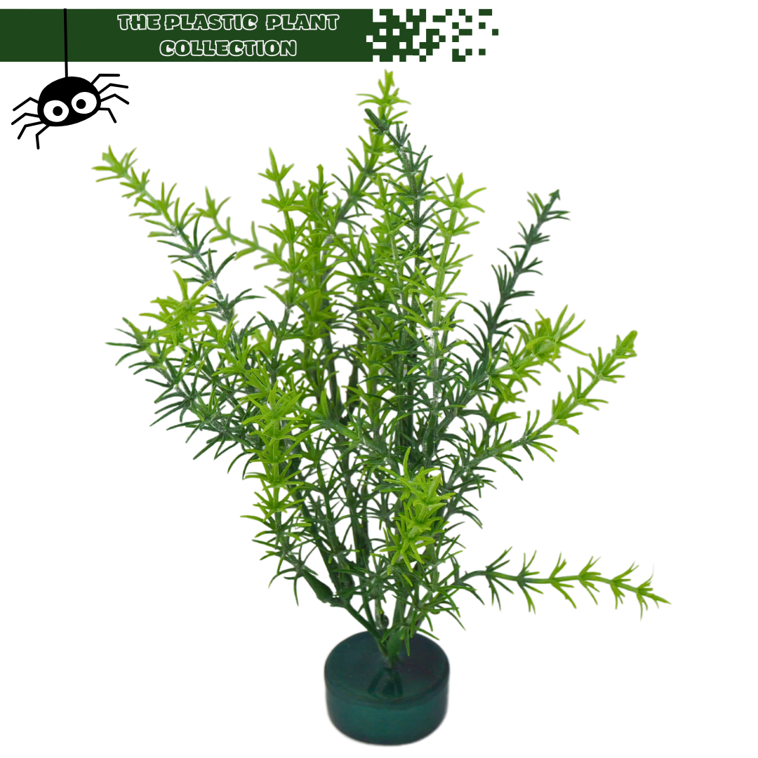 Arboreal plastic plants rosemary tarantulas 