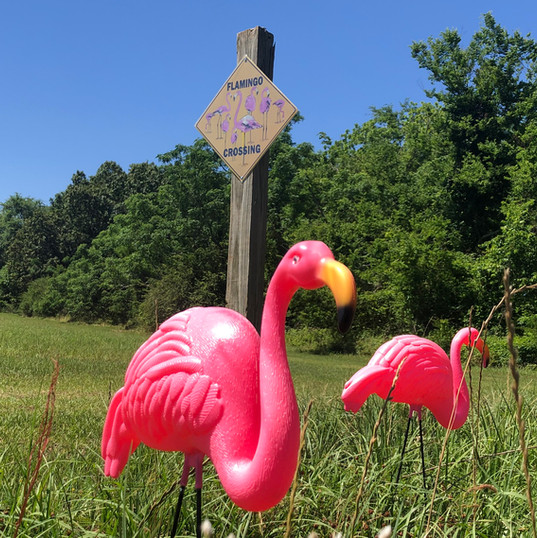 Recreation OzCampground