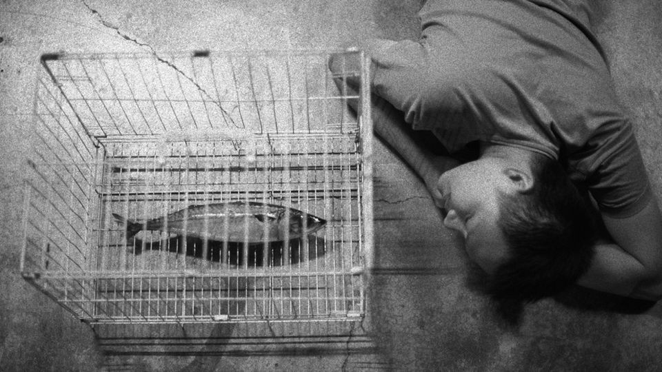 Men Without Women Looking for BananaFish, Girl Without Cat Telling Her Story