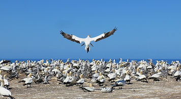 NZ11Gannets (37).JPG