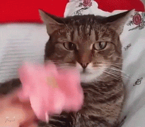 ¿De donde surgió la tradición de regalar flores?