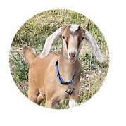 Untitled design (16).png