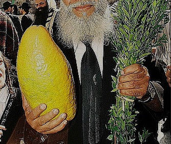 אתרוג תימני ומרוקאי – הי מנייהו עדיף?
