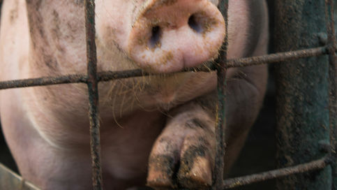 ארבל: פרזיט מפריס פרסה (ח"ג)