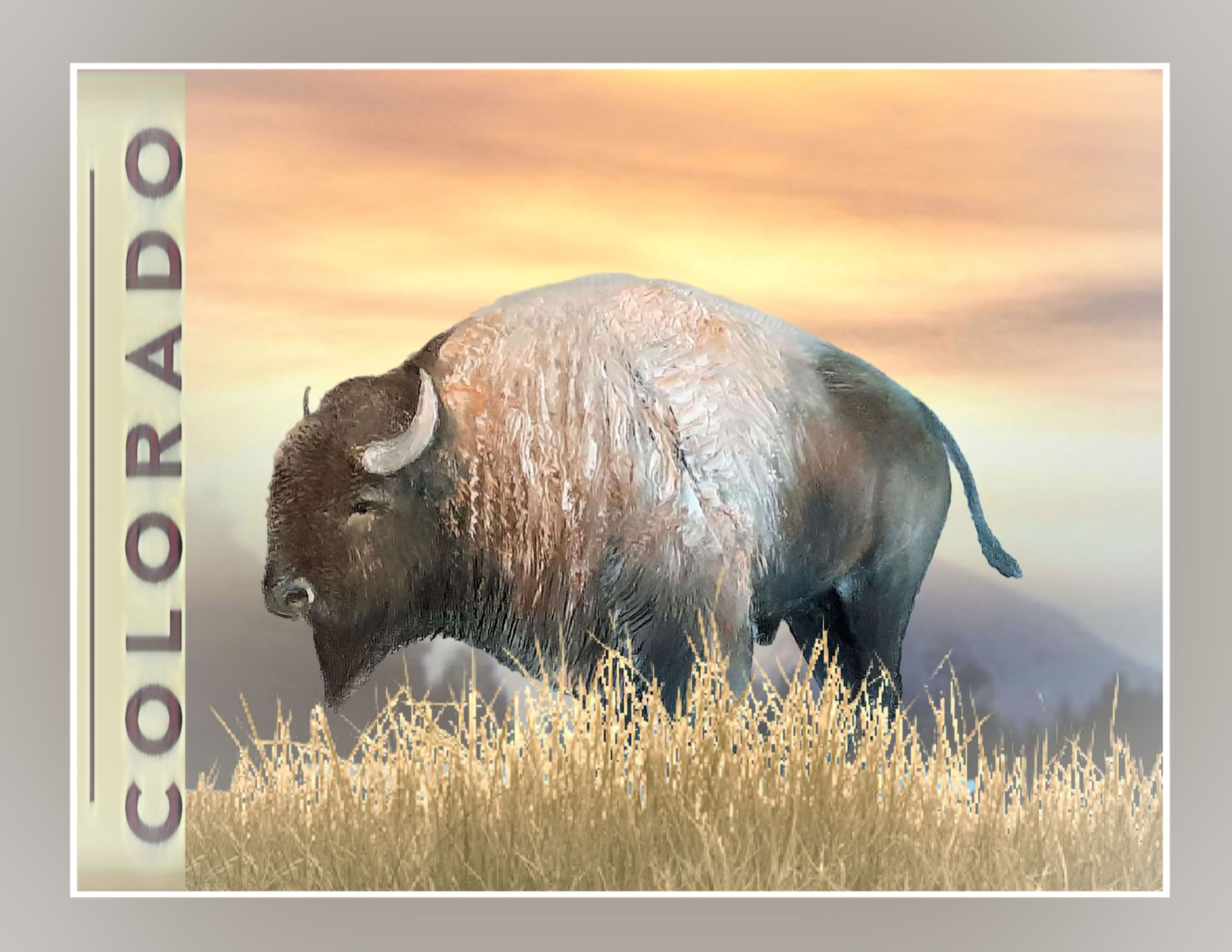 Colorado Bison 11x 8.5& inch Framed Colorado