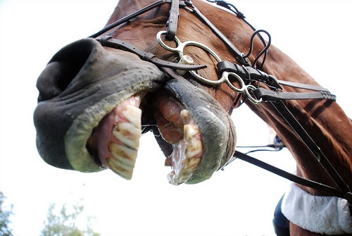 An Honest Analysis Of Nosebands And Why Your Horse Doesn T Need Them