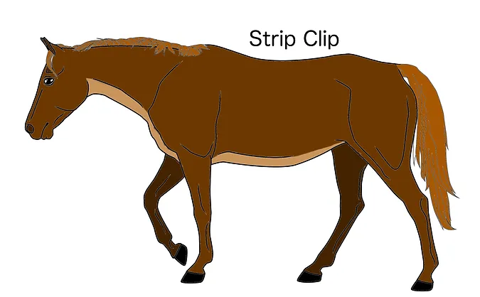 Horse Clipping The Ideal Clip And Blanket