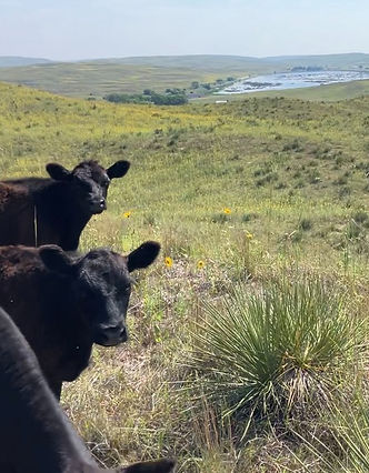 BONNIFIELD CATTLE CO.