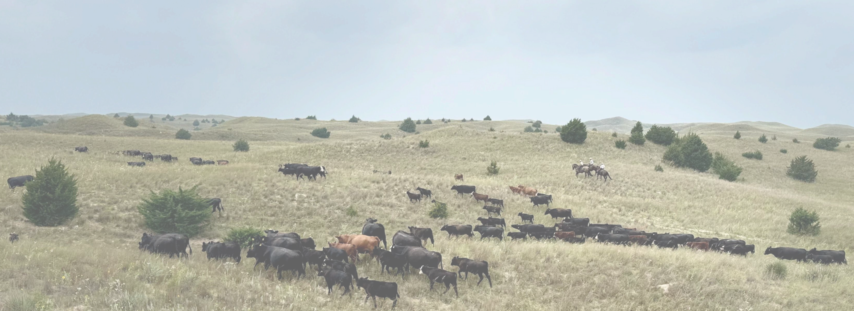 CEDAR CREEK RANCH