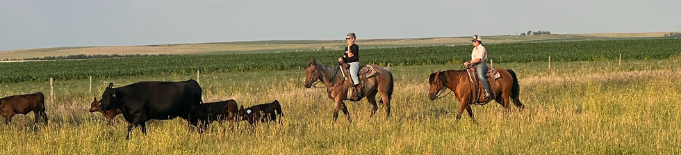 Riders moving cows.jpg