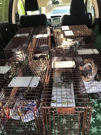 Trapped Cats who will be saved.jpeg