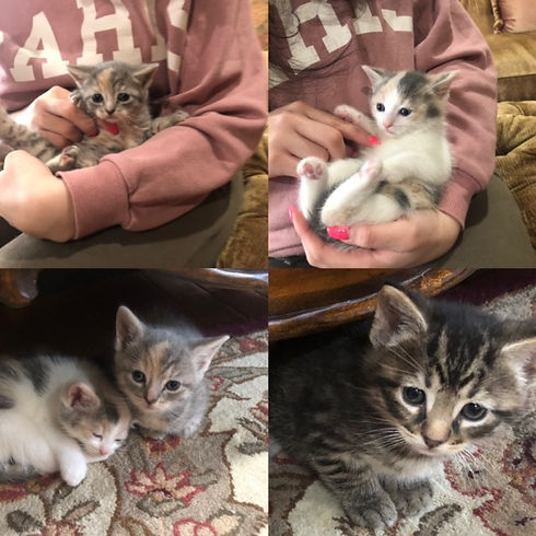 Kittens.jpeg