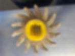 14 Finger Stars from Pearson Harvester